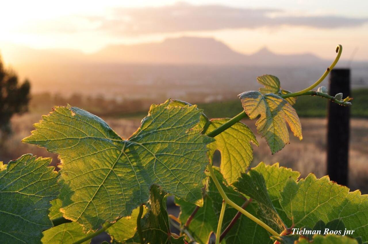 Mooiplaas Wine Estate Apartamento Stellenbosch Exterior foto